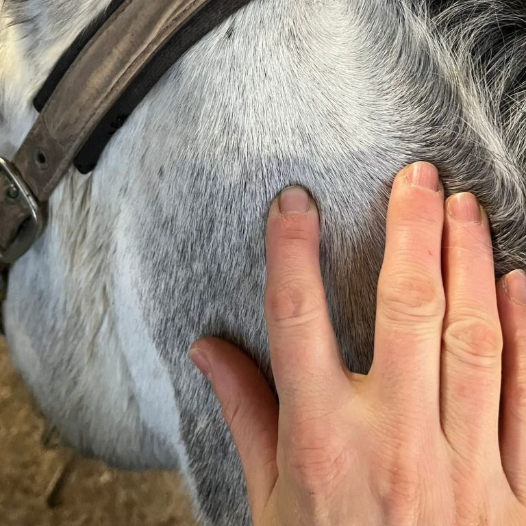 Händischer, gezielter Druck auf ein Pferd.