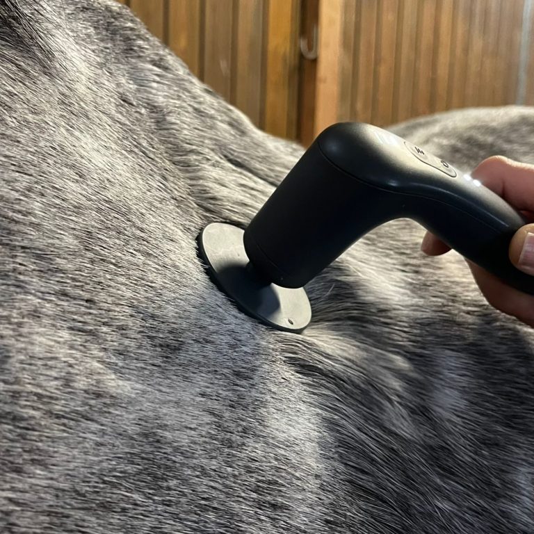 Schallwellen Therapie an einem Pferd.